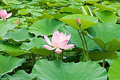 TGA 2022：《皮克敏4》将于2023年发售